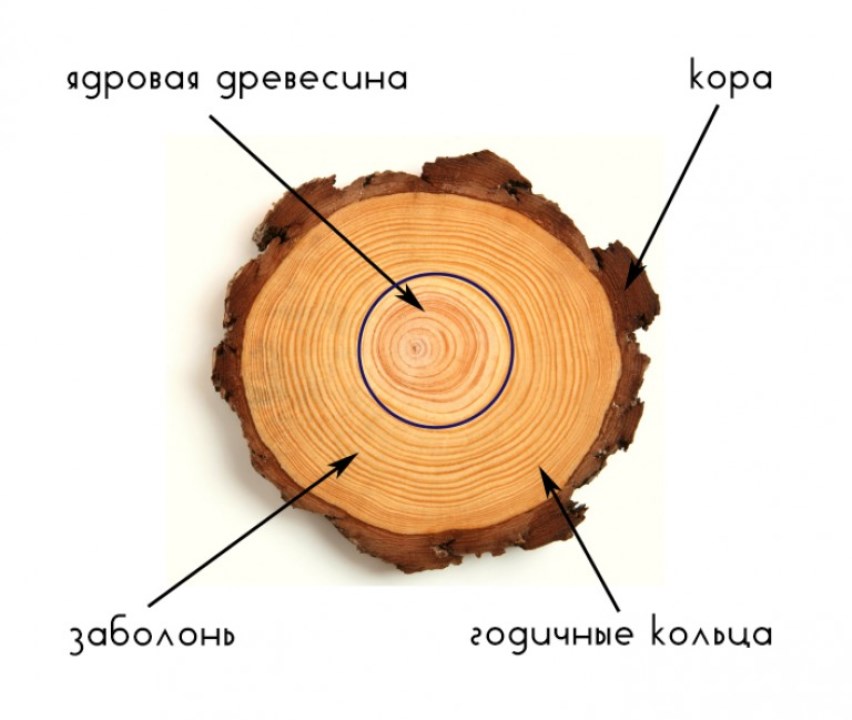 Сделайте кольцевой надрез на древесной ветки. Строение дерева заболонь. Внутренняя заболонь древесины рисунок. Ядро и заболонь. Дерево заболонь и ядро.