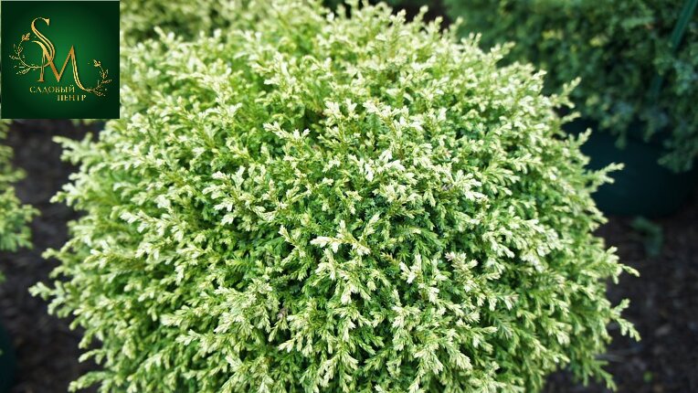 Кипарисовик Chamaecyparis Pisifera White Beauty Р9