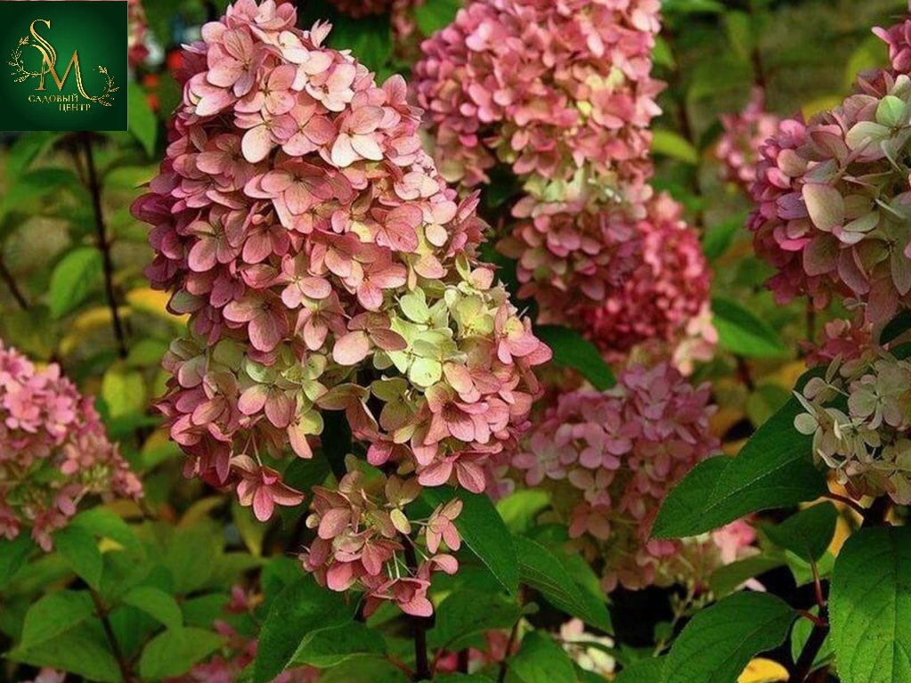 Гортензия Мэджикал Кэндл (метельчатая)