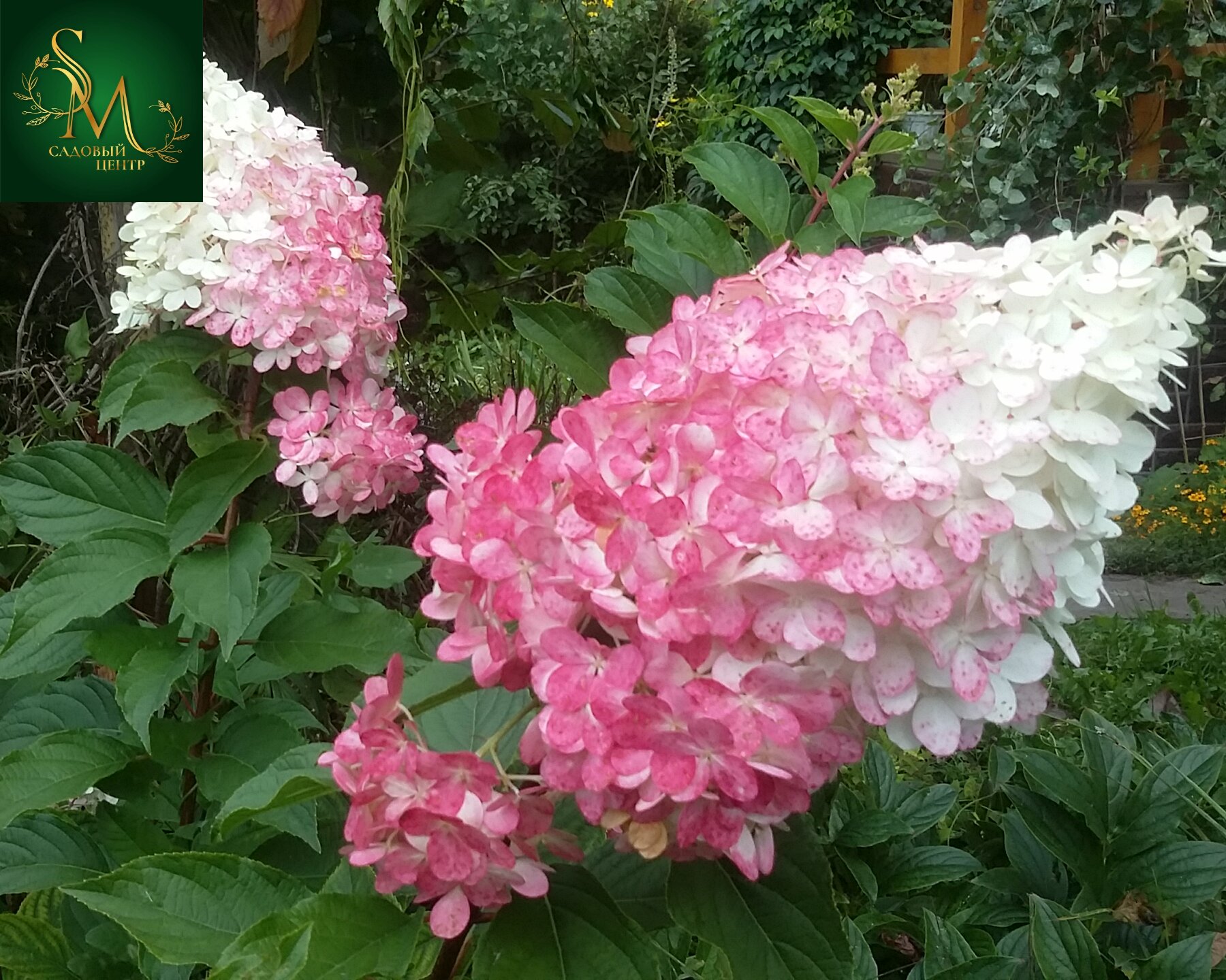 Гортензия Ангел Блаш (метельчатая)