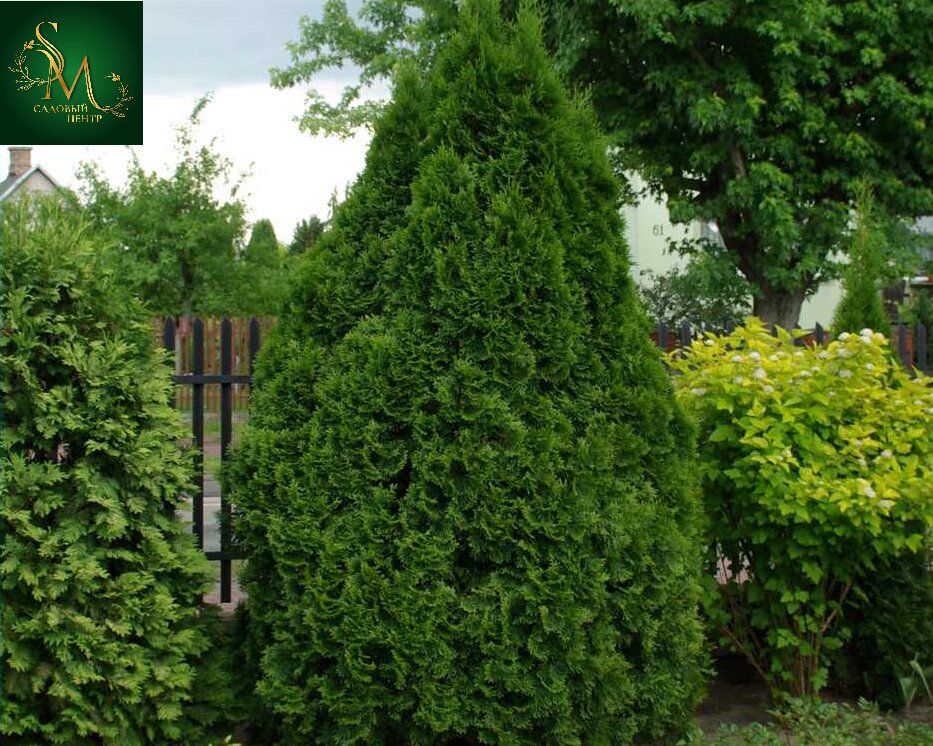 Туя Холмструп западная С2-3 40-60см