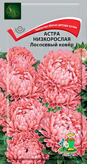 Астра Лососевый ковер Поиск