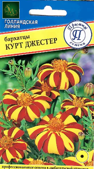 Бархатцы Курт Джестер Престиж