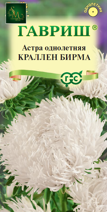 Астра Краллен Бирма кремовая Гавриш