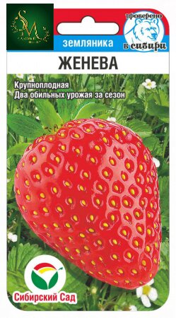 Клубника Женева СибСад