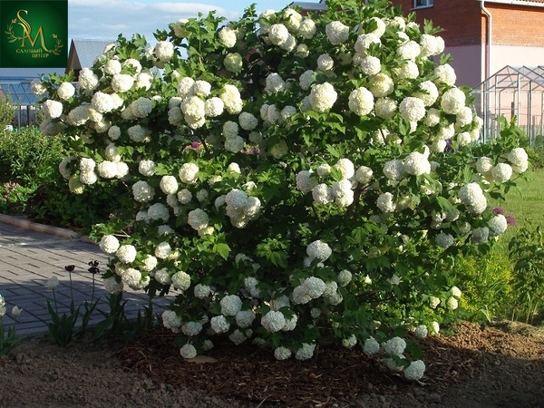 Калина Бульденеж С5
