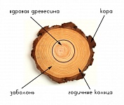 Классификация древесины по стойкости к гниению и пропитываемости